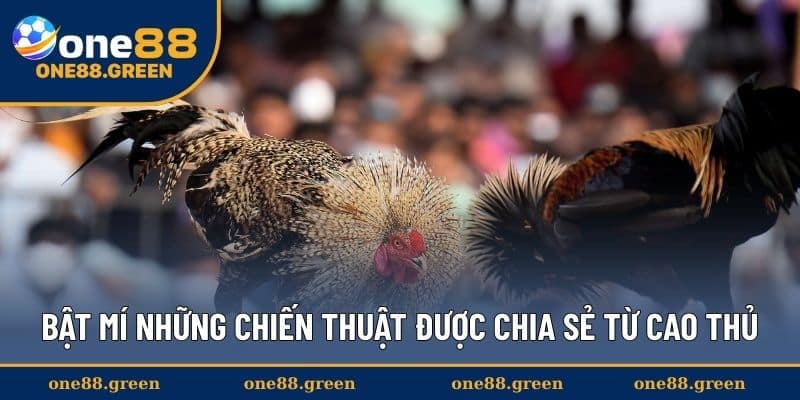 Bật mí những chiến thuật được chia sẻ từ cao thủ