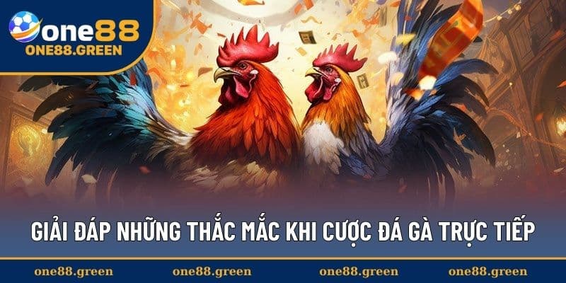 Giải đáp những thắc mắc khi cược đá gà trực tiếp