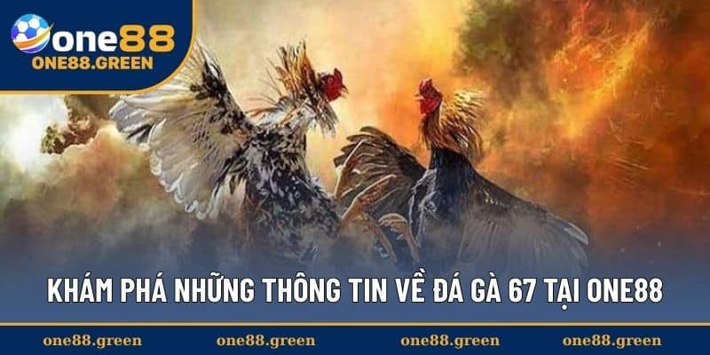 Khám phá những thông tin về đá gà 67 tại One88
