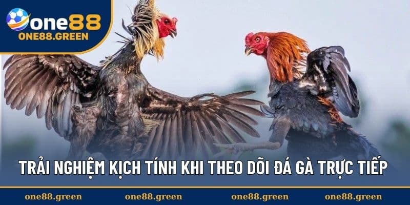 Trải nghiệm kịch tính khi theo dõi đá gà trực tiếp 